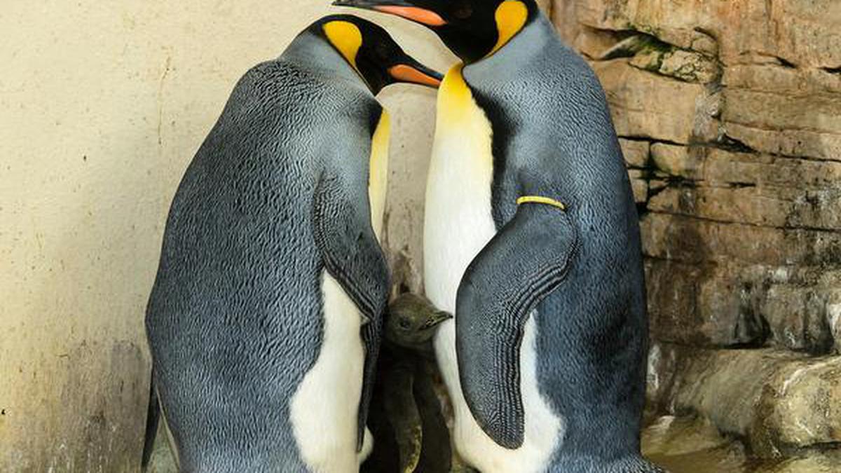 Climate change threatens King penguins: study