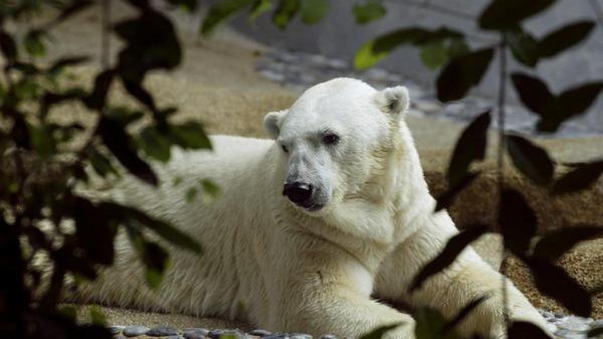 World's only 'tropical polar bear' dies at 27 in Singapore zoo 