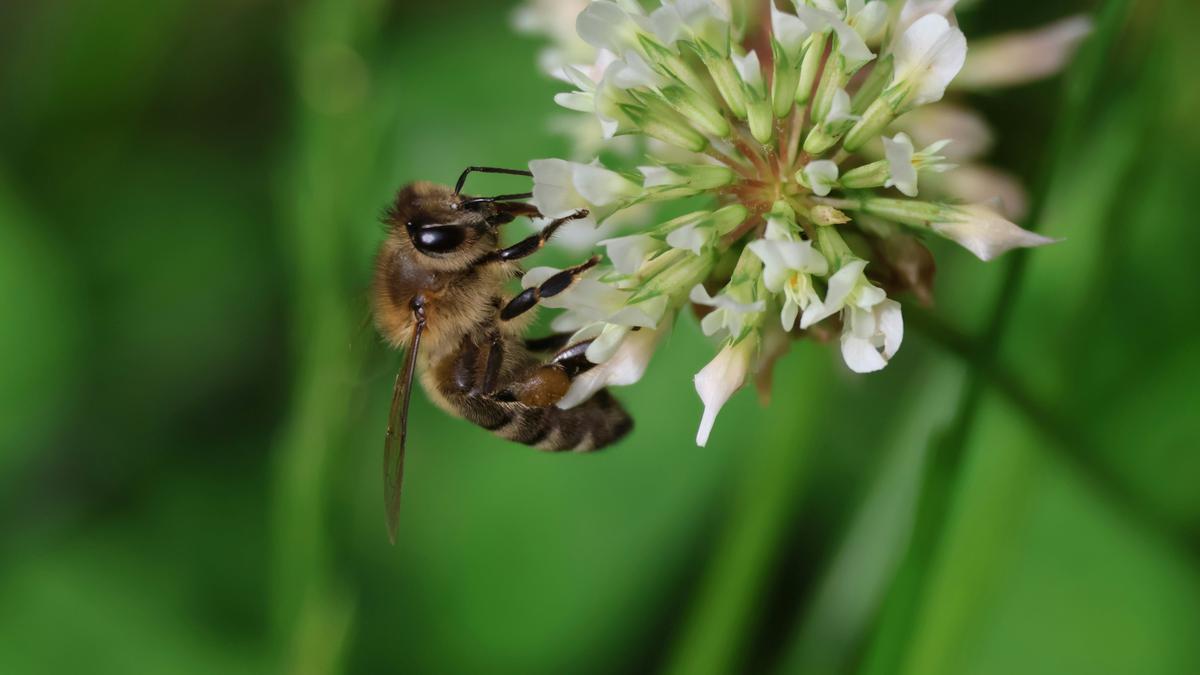 New infectious diseases among bees threaten world’s economies
Premium