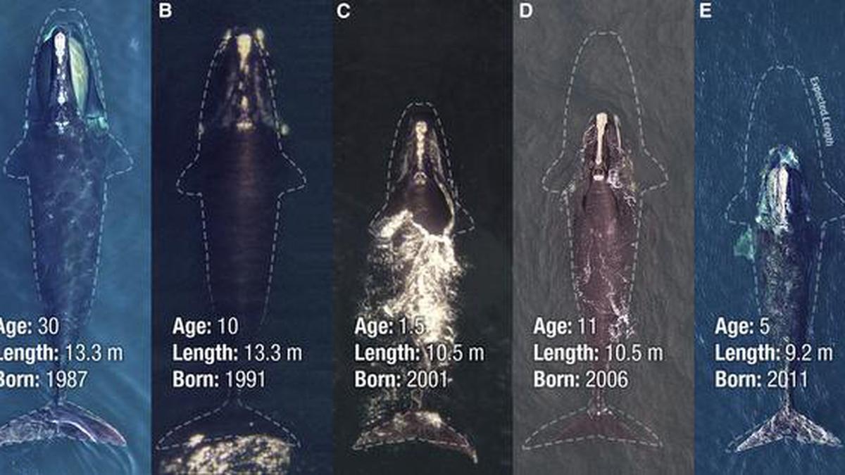 Shrinking giants: North Atlantic right whales getting tinier