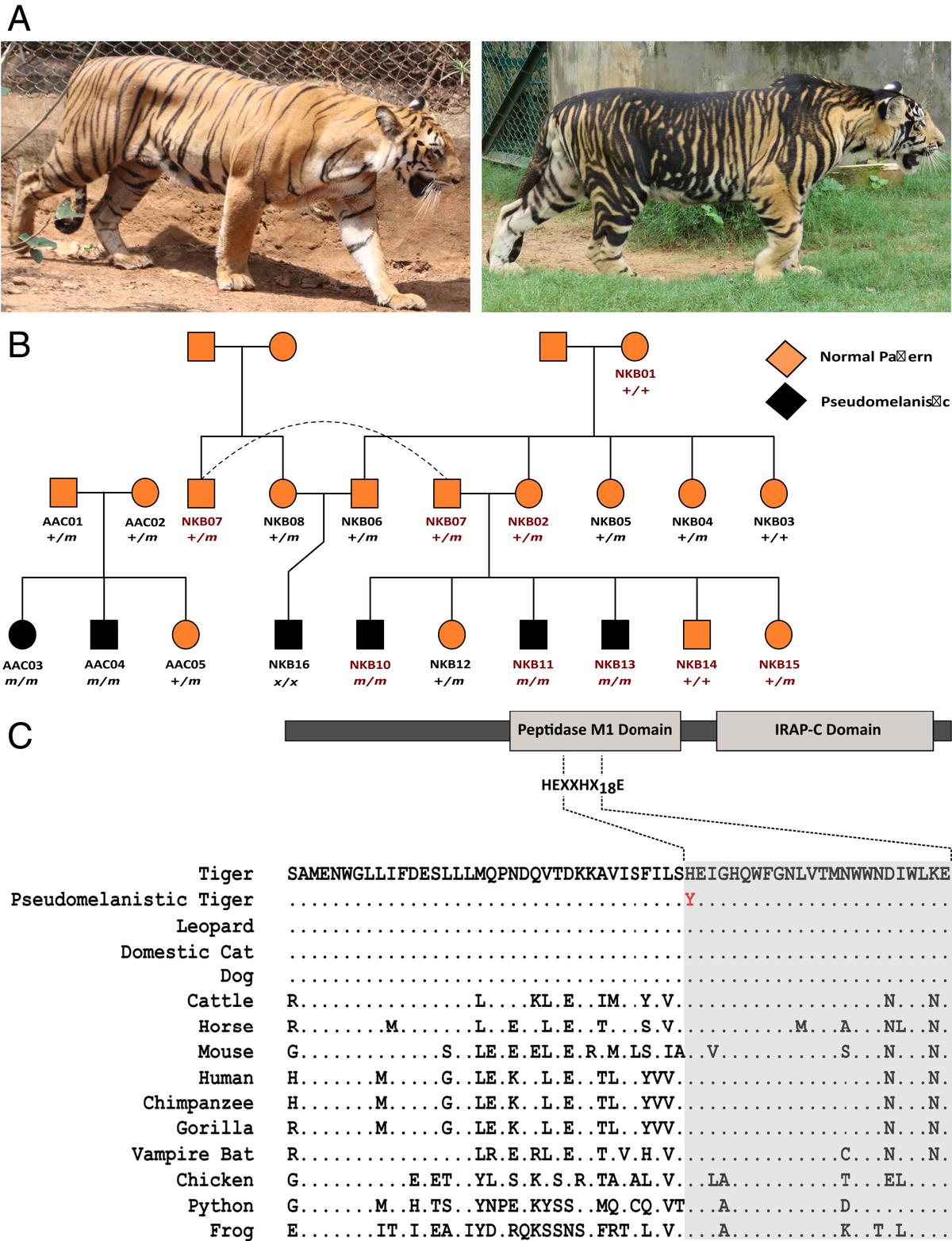 Identifying the genetic basis of pseudomelanism in captive tigers. (A) Normal tiger (Left) versus pseudomelanistic tiger (Right). An increase in the surface area of the coat covered by darker stripes gives the pseudomelanistic tiger a darker, blotchy appearance. (B) The pedigree of the captive tigers sampled for this study. 