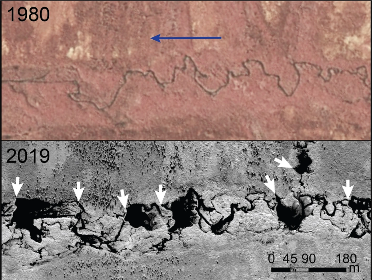 Beaver colonisation and engineering in the tundra. 1980 colour infrared aerial photography and 2019 Worldview satellite image showing the construction of beaver dams and the formation of ponds along a tundra stream near the treeline on the Seward Peninsula. The blue arrow indicates stream flow direction; black ponds are all bound by dams on the downstream ends; white arrows denote some prominent ones. Beaver colonisation and engineering in the tundra. 1980 colour infrared aerial photography and 2019 Worldview satellite image showing the construction of beaver dams and the formation of ponds along a tundra stream near the treeline on the Seward Peninsula. The blue arrow indicates stream flow direction; black ponds are all bound by dams on the downstream ends; white arrows denote some prominent ones.