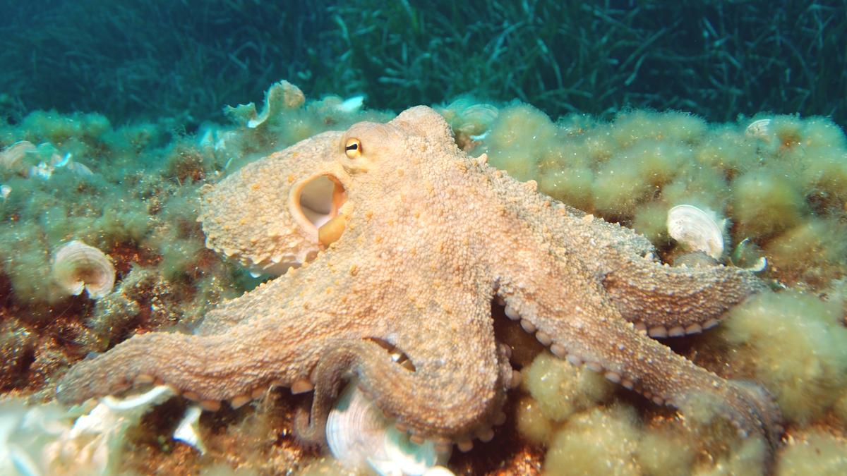 Octopuses and their relatives are a new animal welfare frontier
Premium