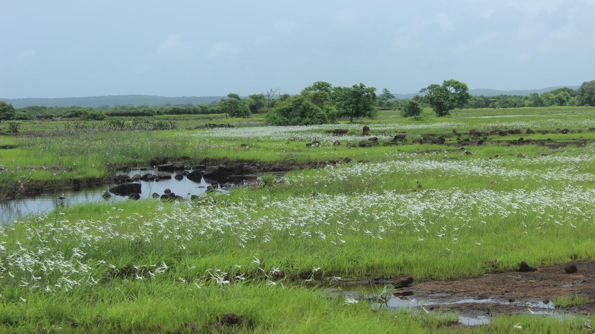 A Konkan secret, the sada needs more light
Premium