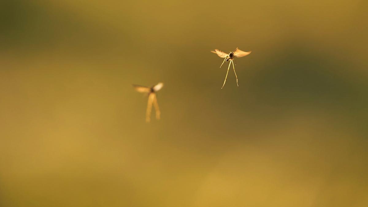 Africa study catches ‘high-flying’ mosquitoes spreading pathogens