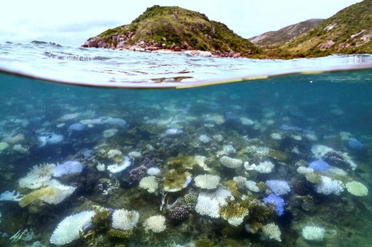 This underwater photo taken on April 5, 2024, shows bleached and dead coral around Lizard Island on the Great Barrier Reef, located 270 kilometres (167 miles) north of the city of Cairns. Australia’s famed Great Barrier Reef is teetering on the brink, suffering one of the most severe coral bleaching events on record -- the fifth in eight years -- and leaving scientists unsure about its survival. 