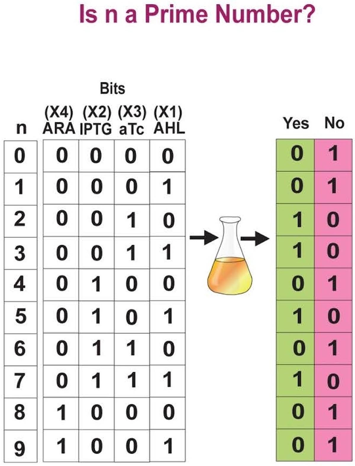 A table from the study showing the input and the output for a bacterial computer calculating whether a given number is prime. ARA, IPTG, aTc and AHL are the chemical inducers. Green and pink boxes indicate the expression of green and crimson fluorescent proteins, respectively.