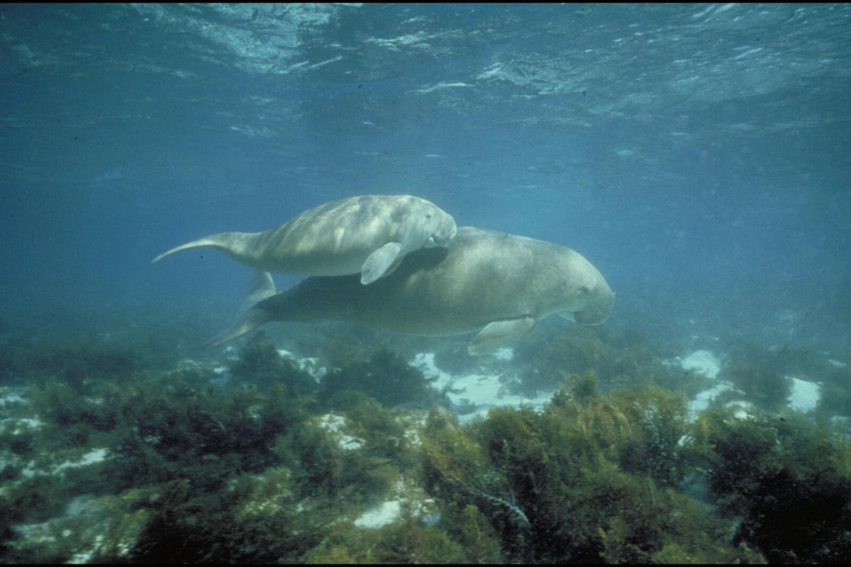 A dugong mother and her calf in shallow water over a bed of seagrass. Representative image. A dugong mother and her calf in shallow water over a bed of seagrass. Representative image.