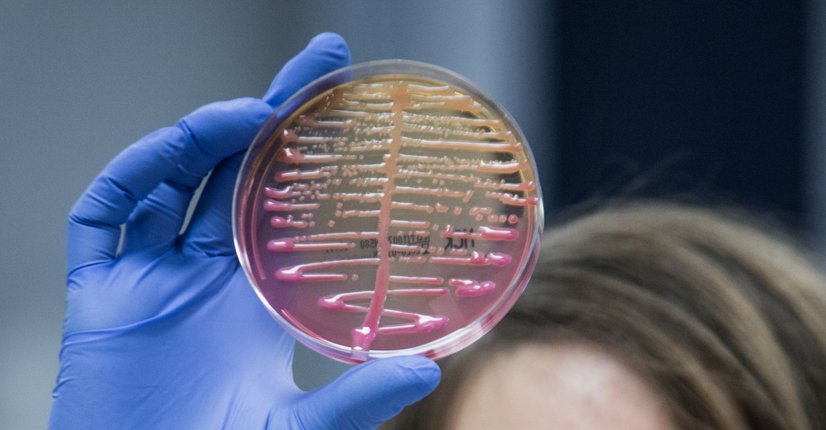 The bacteria that write new genes to cope with infections