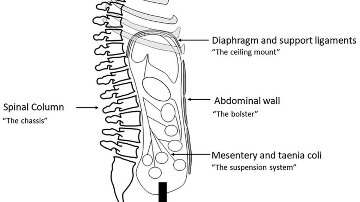 Does gravity have anything to do with IBS?