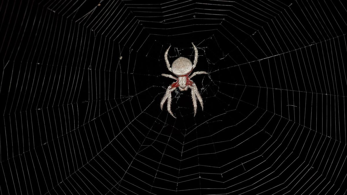 City light pollution is shrinking spiders’ brains