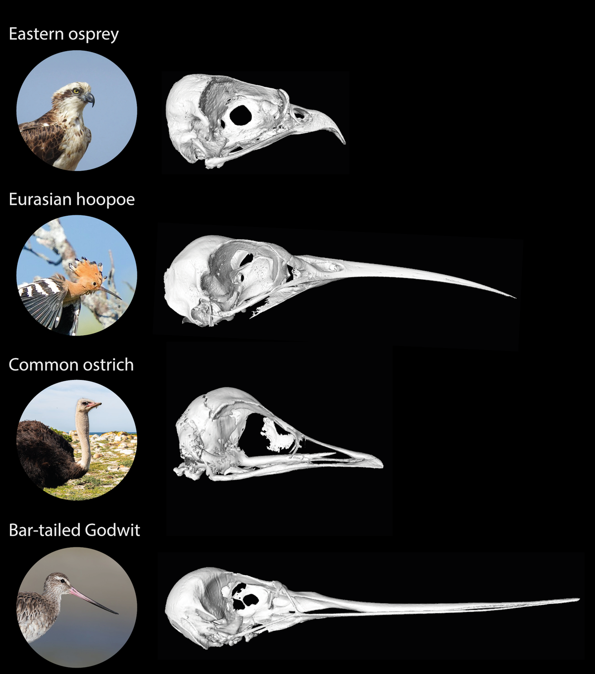 All these bird beaks follow the power cascade rule of growth, despite being used for very different purposes: eastern osprey, Eurasian hoopoe, common ostrich, and bar-tailed godwit. All these bird beaks follow the power cascade rule of growth, despite being used for very different purposes: eastern osprey, Eurasian hoopoe, common ostrich, and bar-tailed godwit.