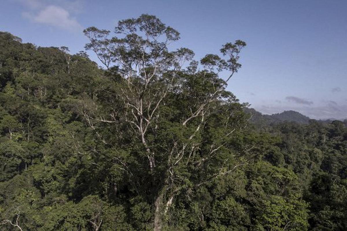 Scientists reach tallest tree ever found in Amazon