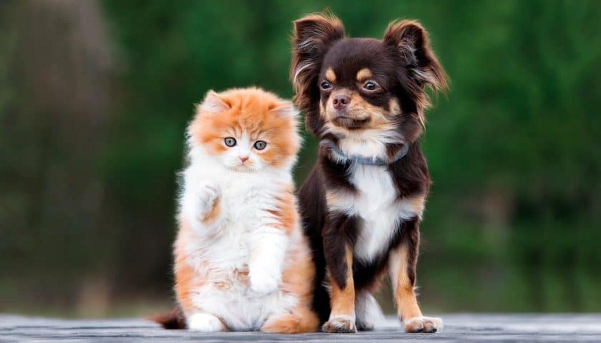 are dogs and cats different species