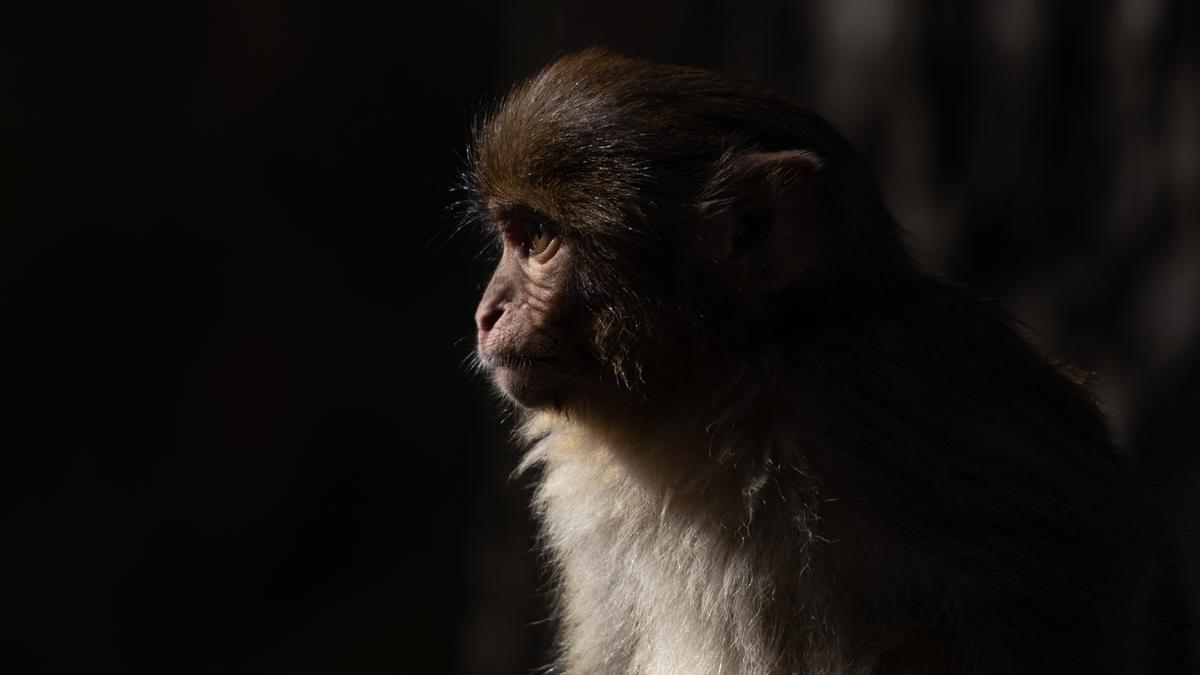 Evolution isn’t against same-sex behaviour in monkeys: study
Premium