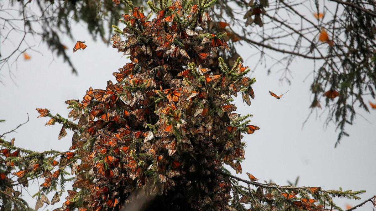 Monarch butterfly numbers in Mexico plummet to near record low