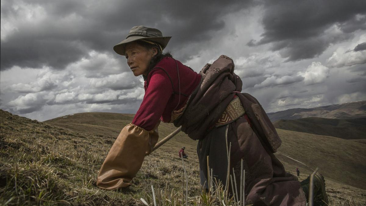 Lightning strikes make collecting a fungus for traditional Chinese medicine a deadly pursuit
Premium