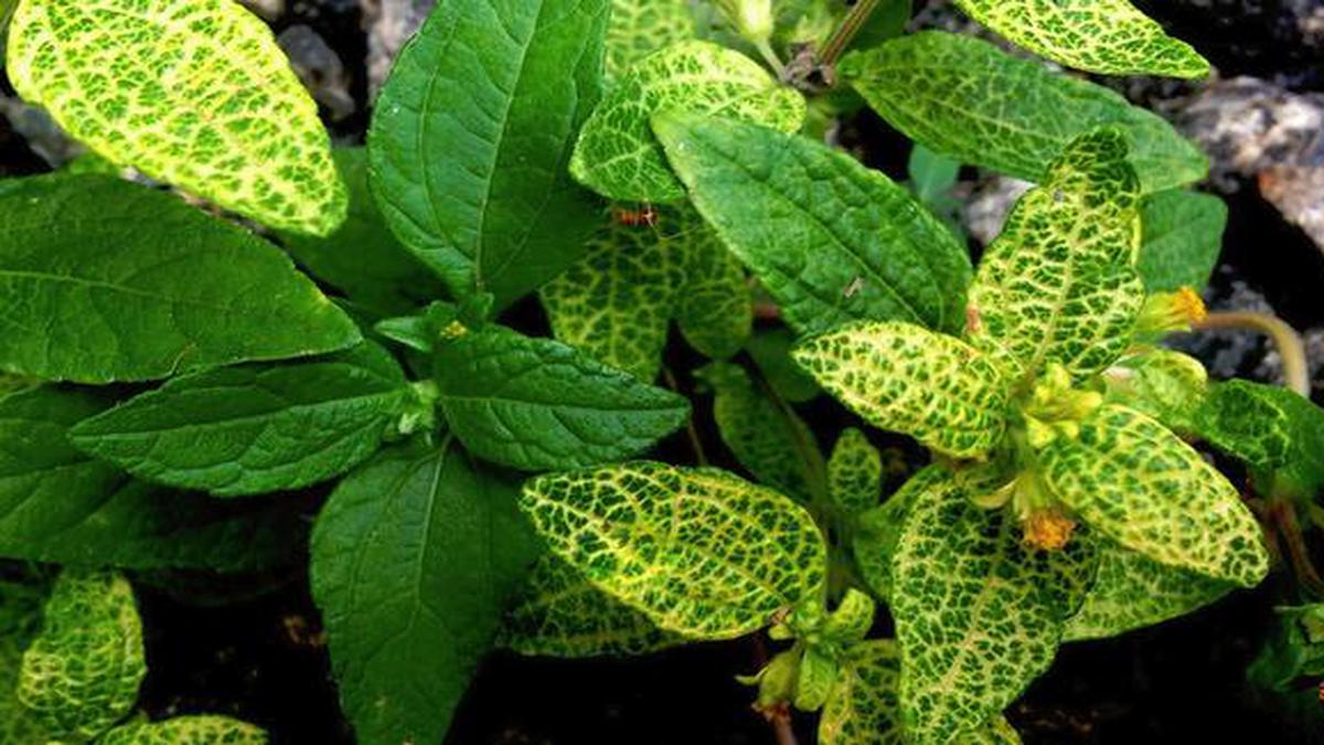 Biological plant-virus ‘arms race’ uncovered