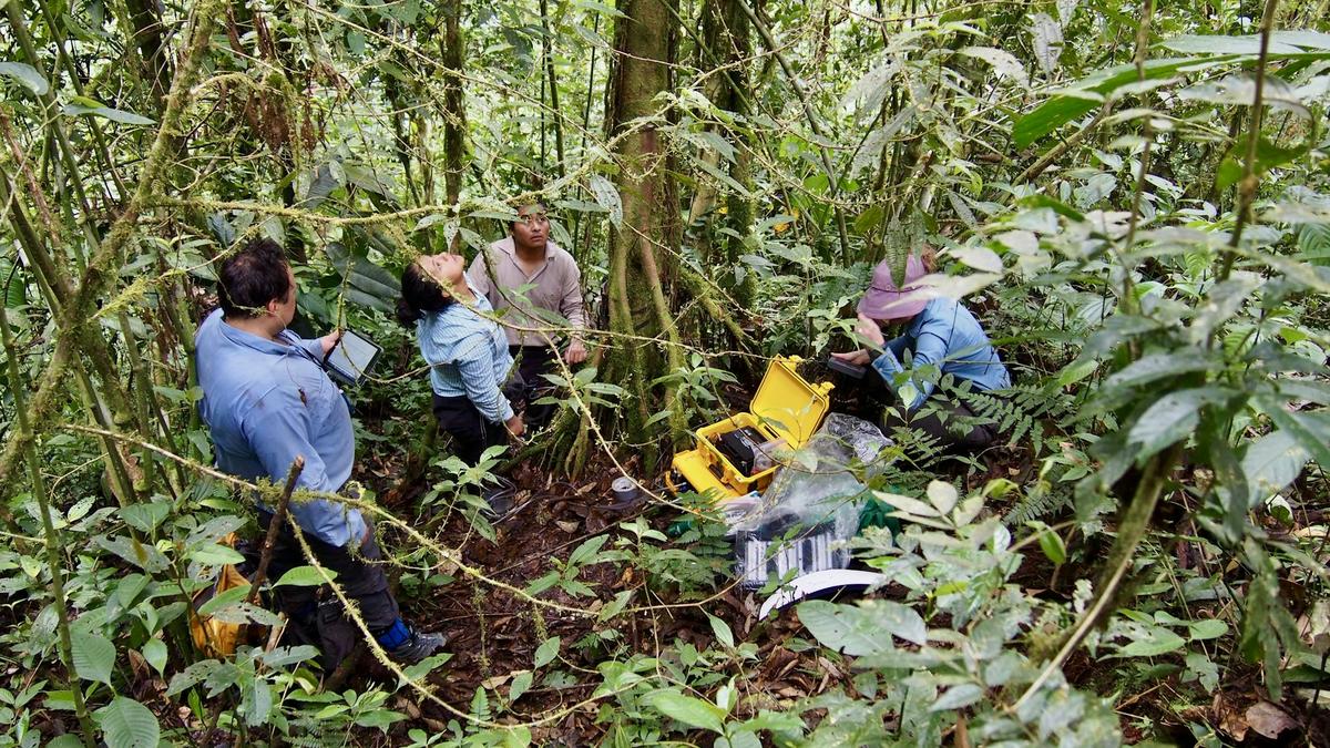 Scientists report trees absorb methane as well
Premium