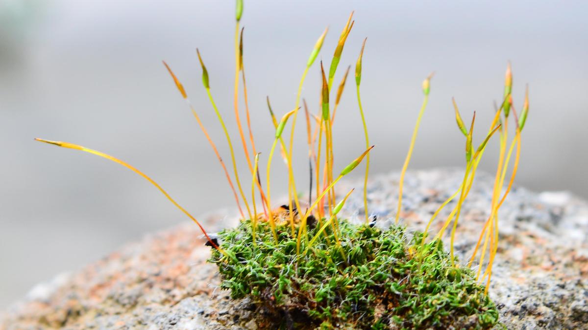 CCMB team finds clues to Darwin’s ‘abominable mystery’ in common plant