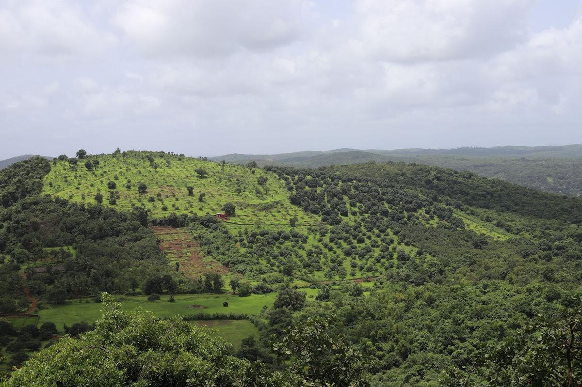 महाराष्ट्र के रत्नागिरी लैटेराइट पठारों में आम के बागों के विस्तार का एक दृश्य।