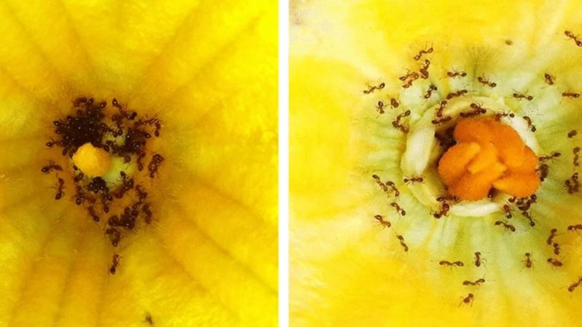 Ants a threat to crop pollination, says study The Hindu