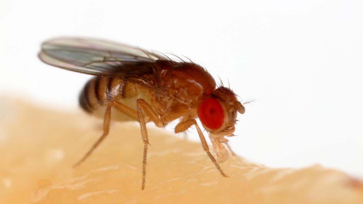 In defence of the annoying fruit fly
Premium