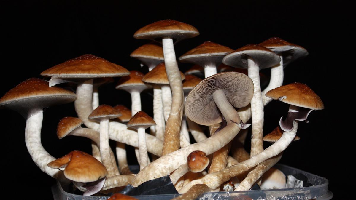 Explained | Can psychedelic treat depression? A doctor explains.
Premium