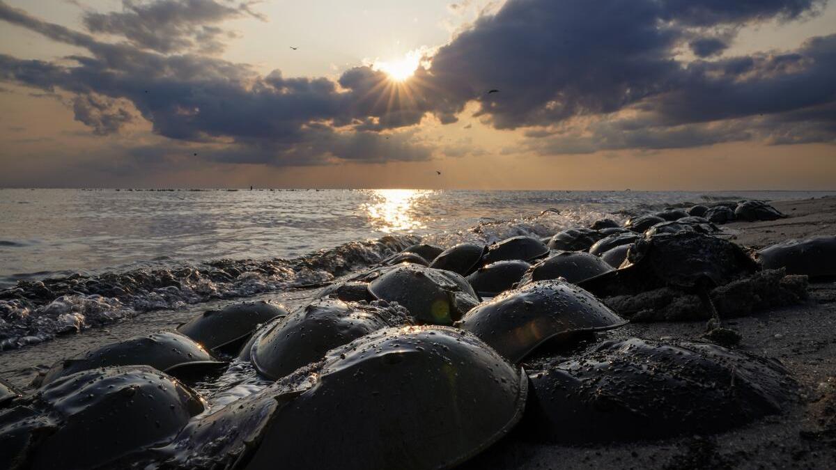 Les limules, fossiles vivants de la mer, lancent une pétition sur les espèces menacées