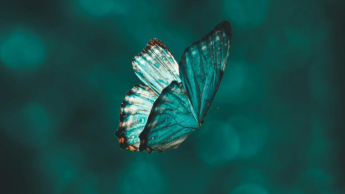 What is the butterfly effect?
Premium