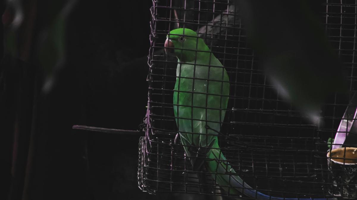 Do animals have mental health problems?
Premium