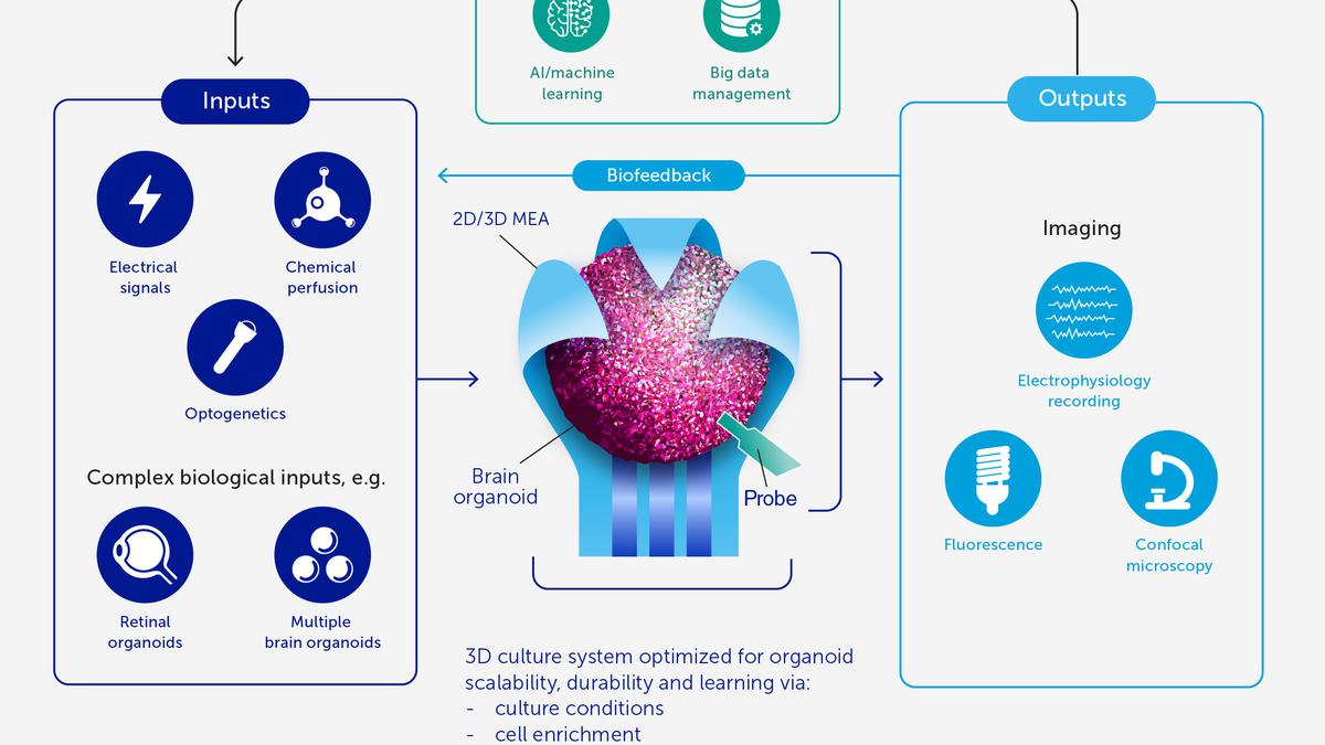 Explained | What are ‘bio-computers’ and what can they tell us about the human brain?
Premium