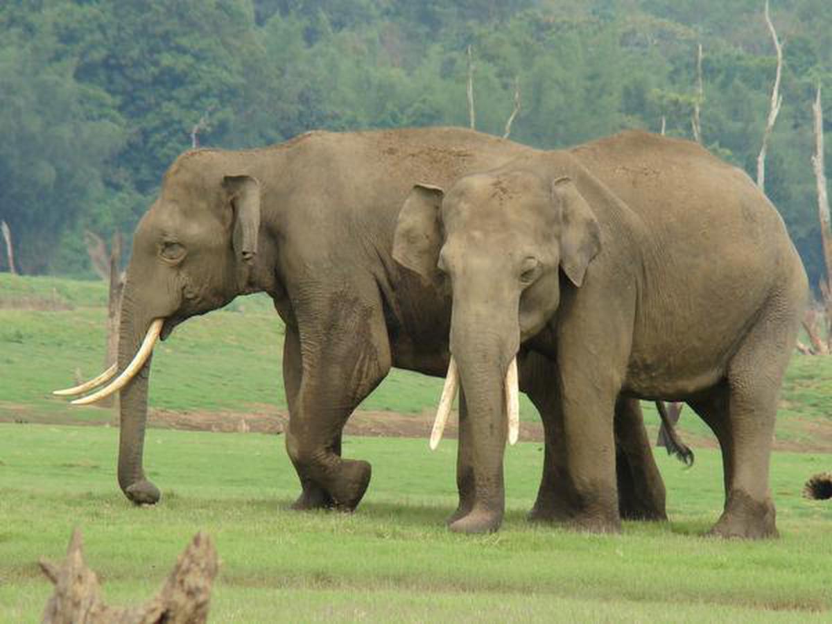 social-structure-differs-in-asian-and-african-elephants-find