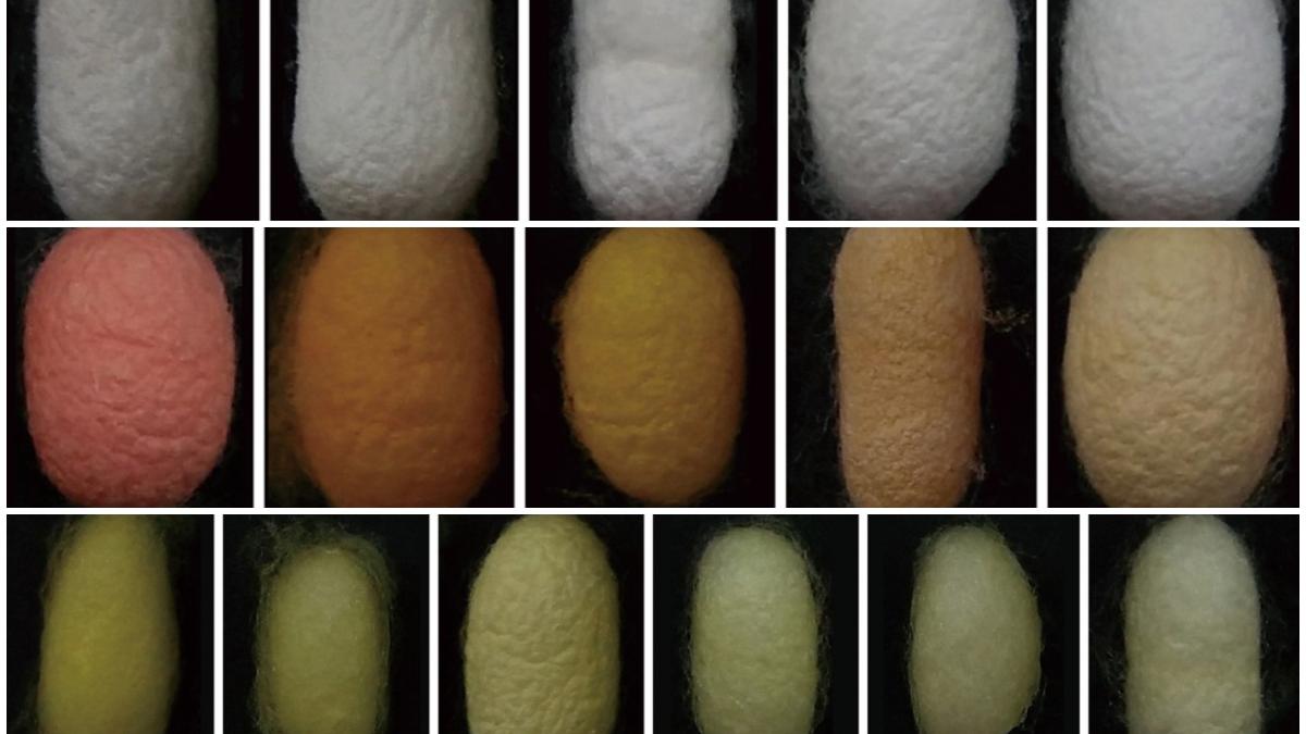 Where do the wild colours of domesticated silkworm cocoons come from ...