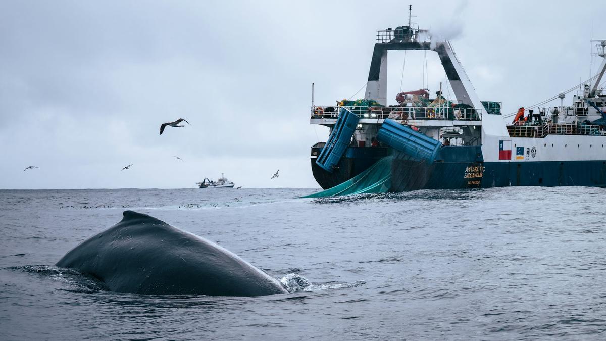 Whales near Antarctica face dire competitor for krill: industrial fishing
Premium