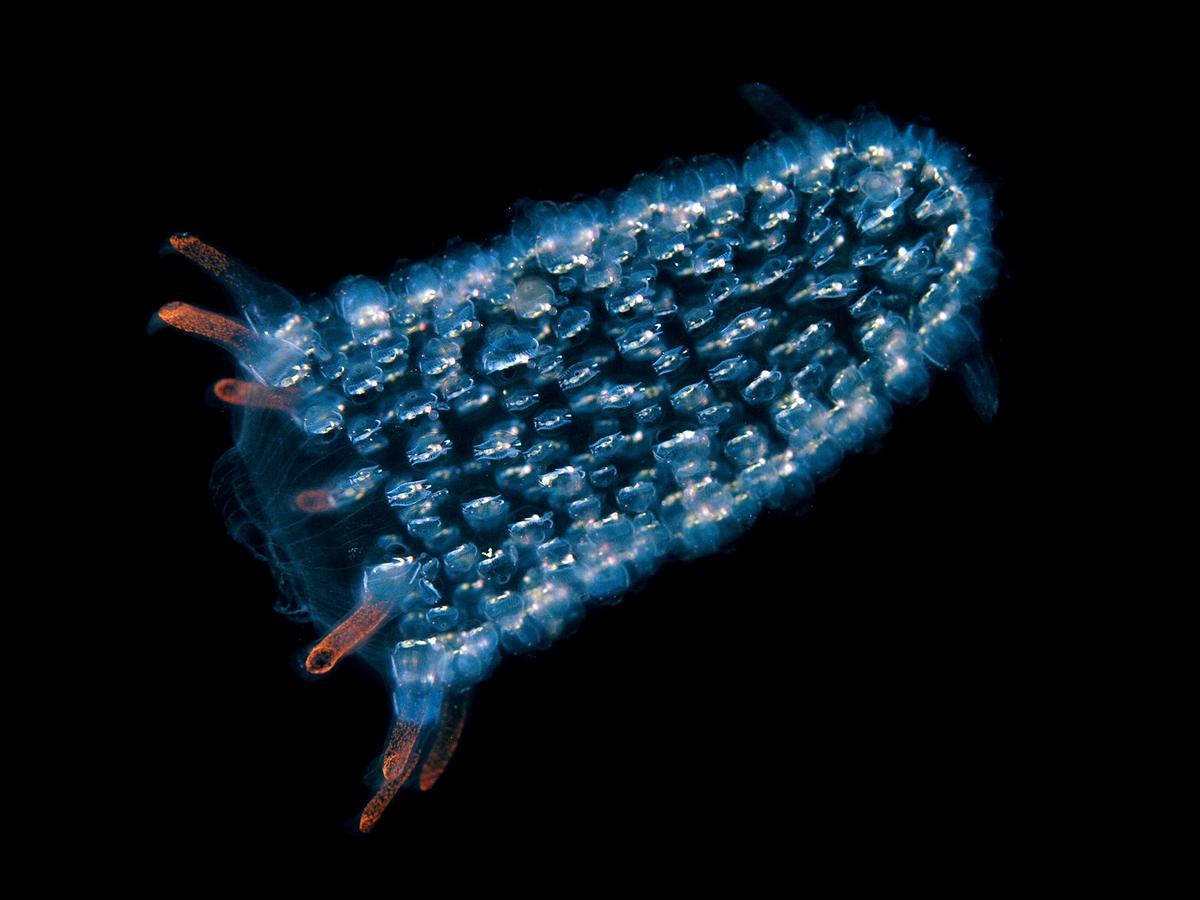 A free-floating pyrosome made up of hundreds of individual bioluminescent tunicates, a form of zooplankton, off East Timor, 2005. A free-floating pyrosome made up of hundreds of individual bioluminescent tunicates, a form of zooplankton, off East Timor, 2005.