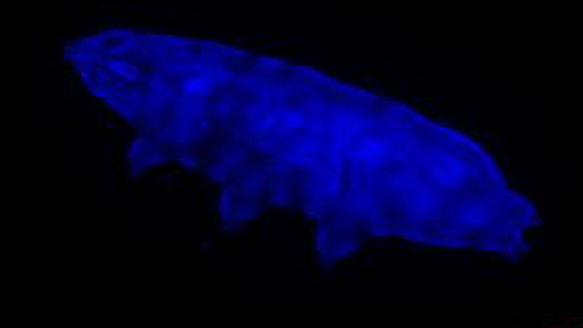 How water bears survive lethal UV radiation