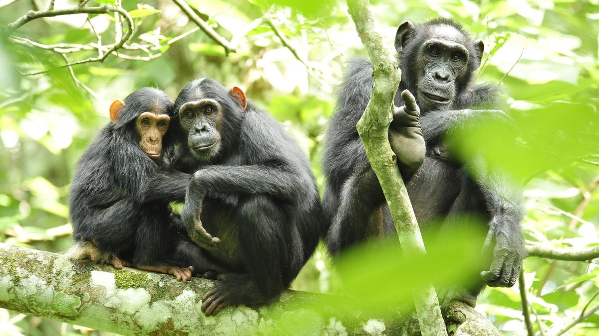 The rational ape: study says chimpanzees reason through their beliefs