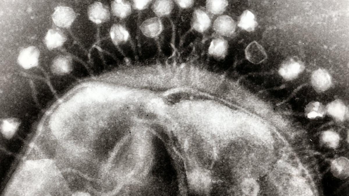 Using bacteriophages to combat antimicrobial resistance