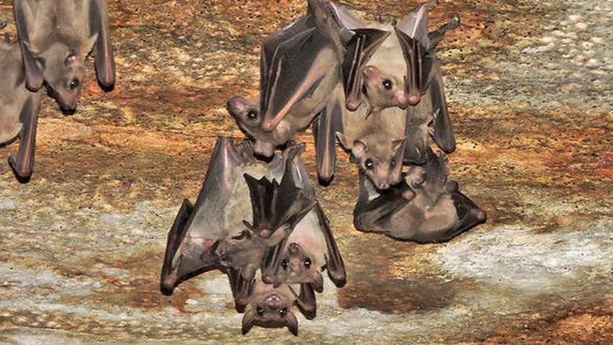 Pushing bats off their holy roosts - The Hindu