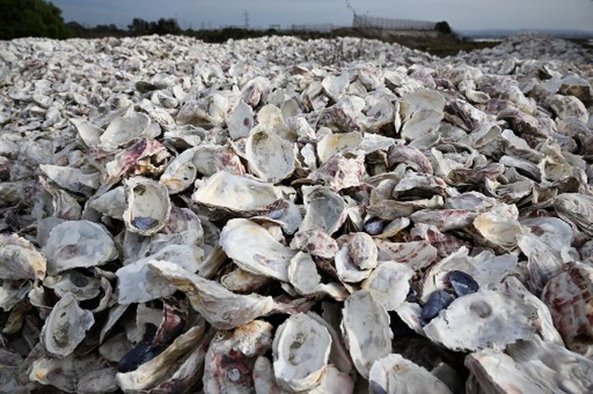 To save California coasts, scientists turn to the humble oyster The Hindu