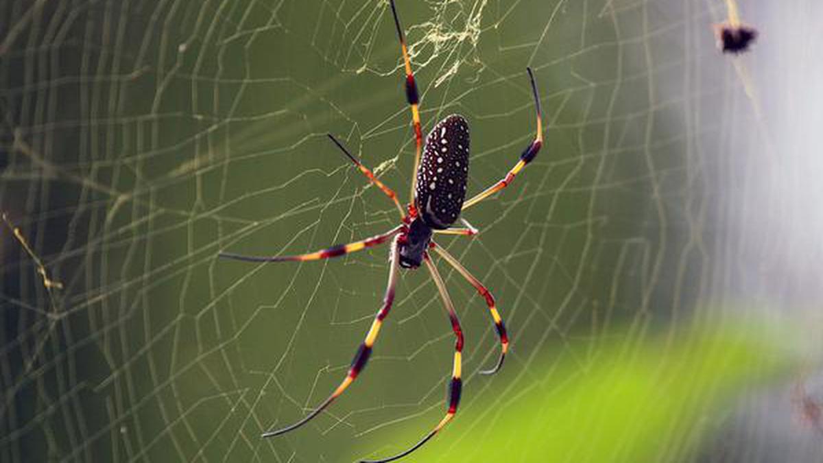 Can spiders weave webs without gravity?