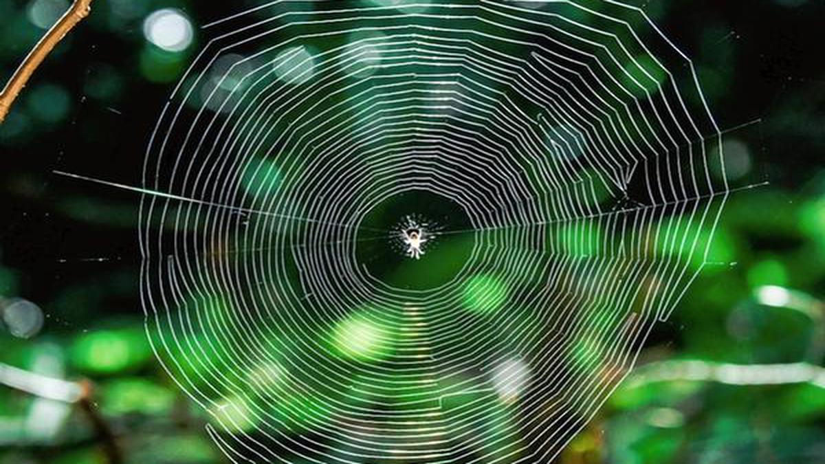 Watch | Can spiders build webs in space?