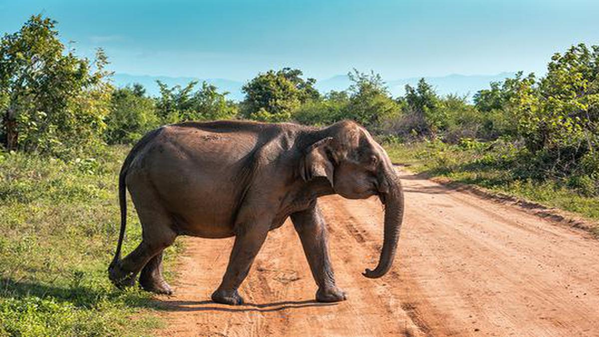 Crossing the border: viewing through elephants’ lens - The Hindu