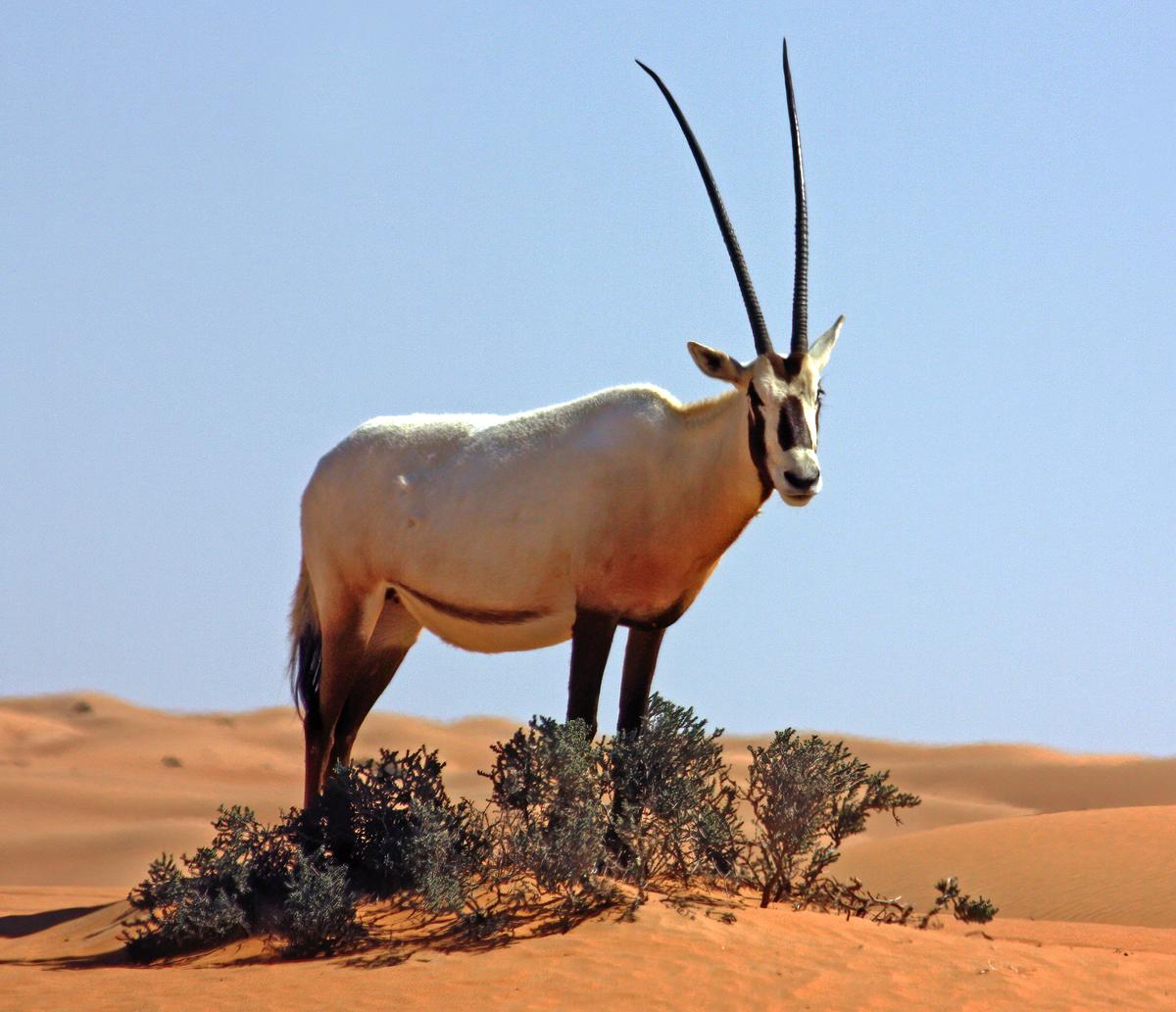 An Arabian oryx in Dubai, 2014. An Arabian oryx in Dubai, 2014.