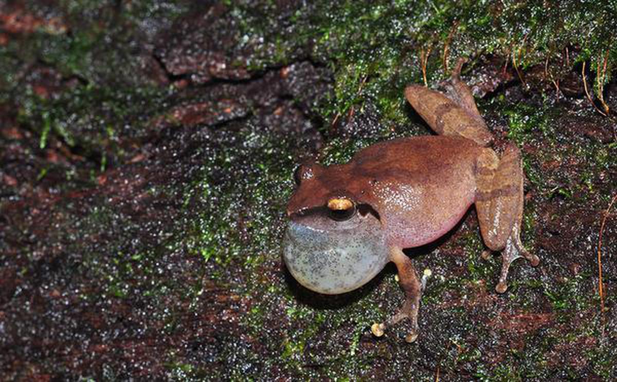 New study documents the songs of frog species - The Hindu