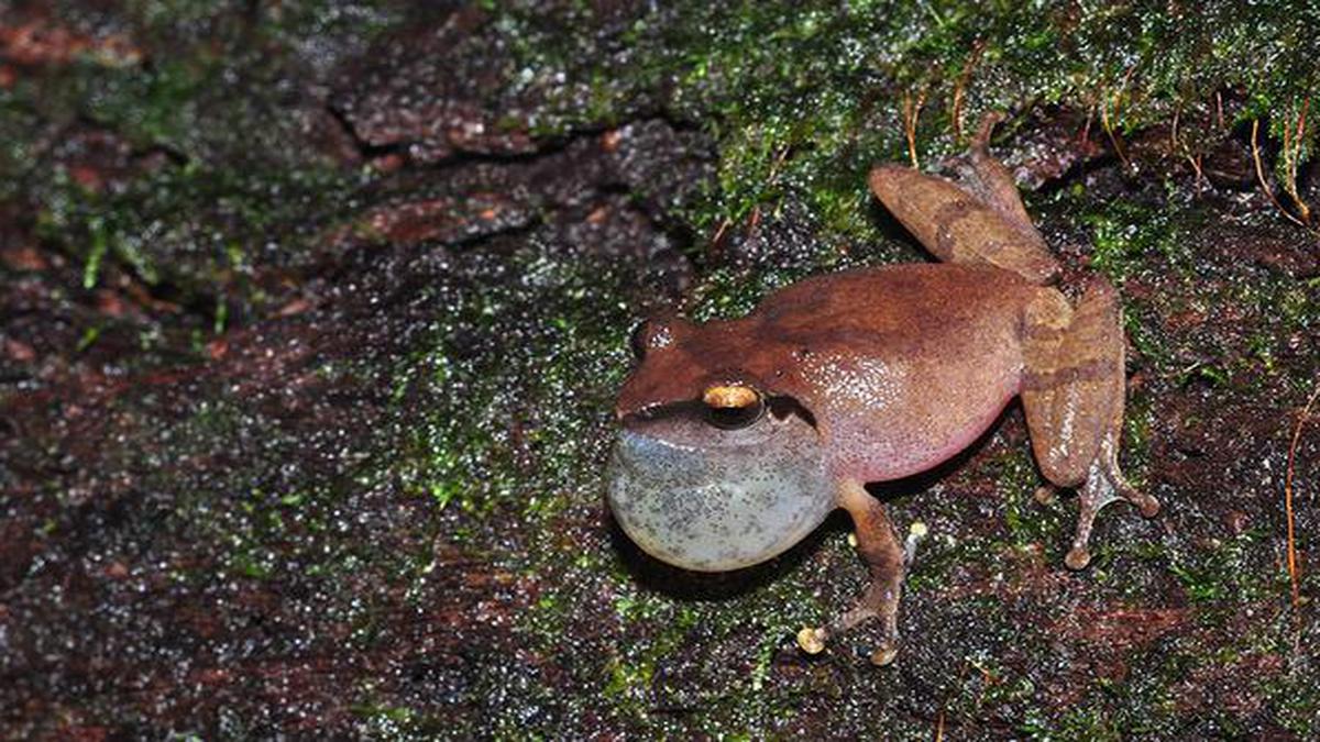 New study documents the songs of frog species