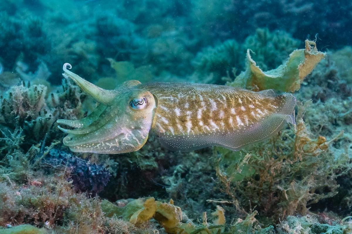 A common cuttlefish (Sepia officinalis) in Portugal’s Arrábida Natural Park.