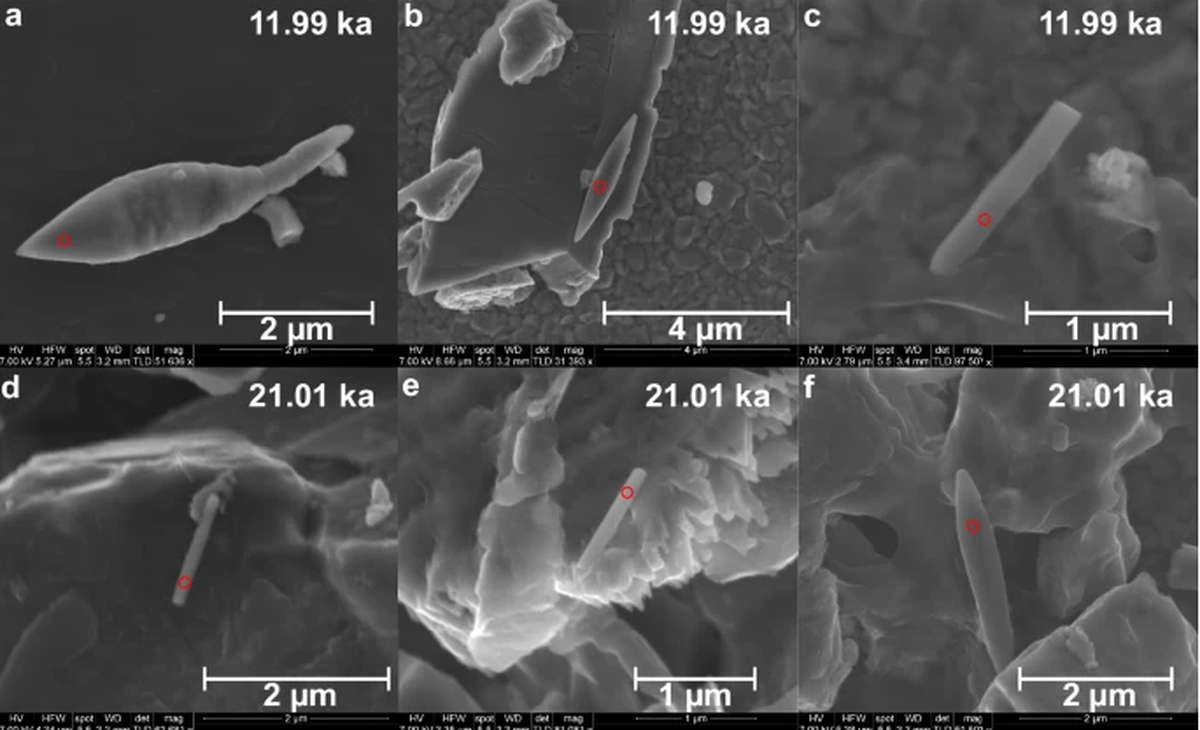 Goa scientists find 50,000-year-old magnetic fossils in Bay of Bengal