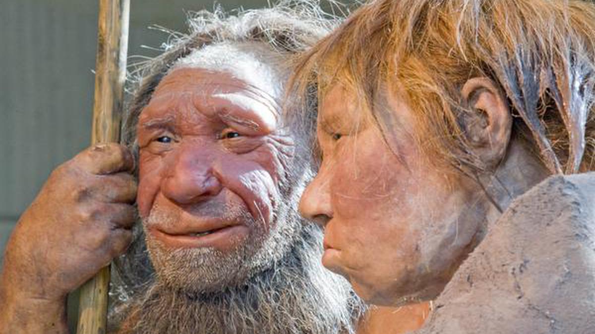 Expliqué |  Les Néandertaliens sont-ils responsables du nez long et court du nez humain ?